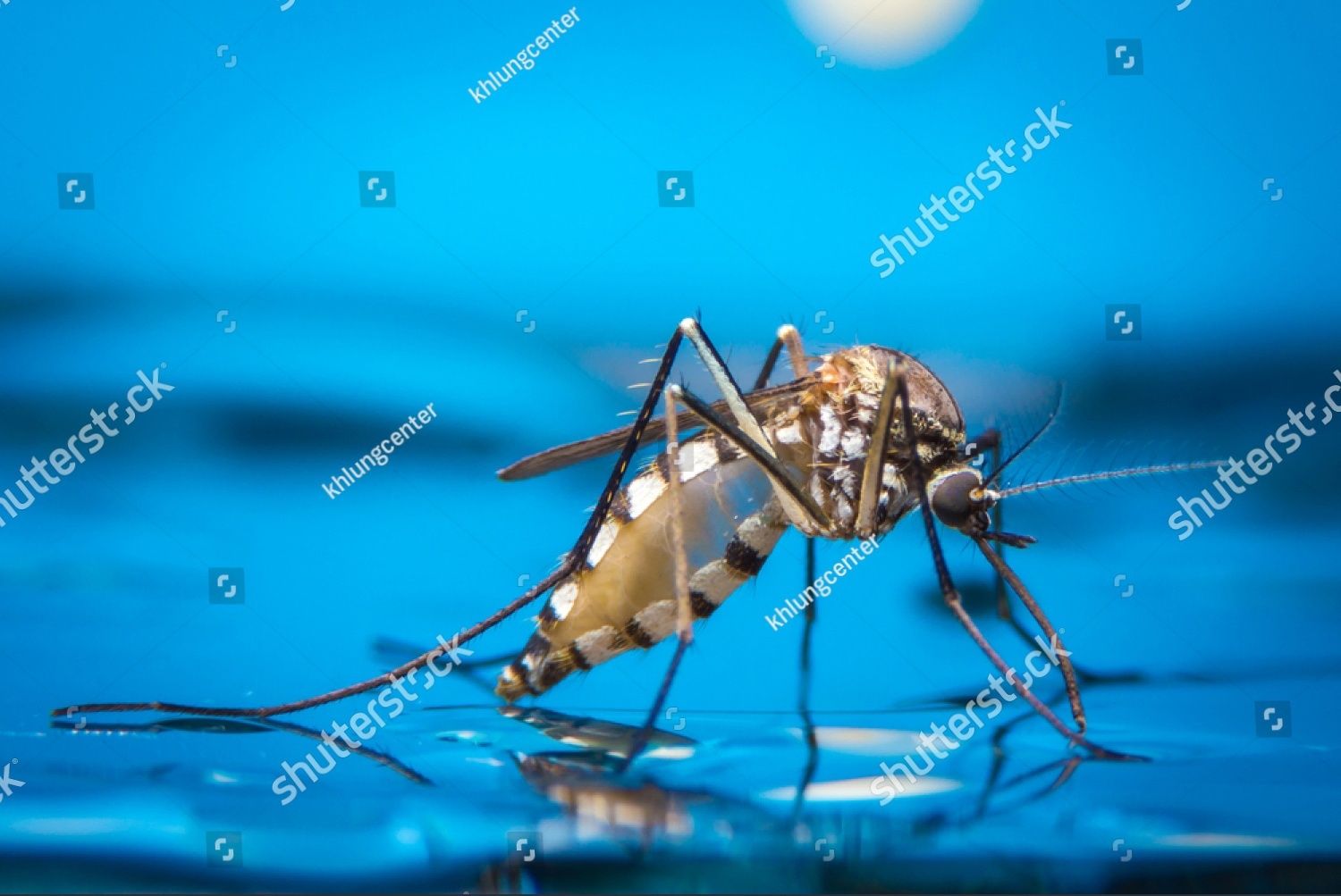 mosquito on water