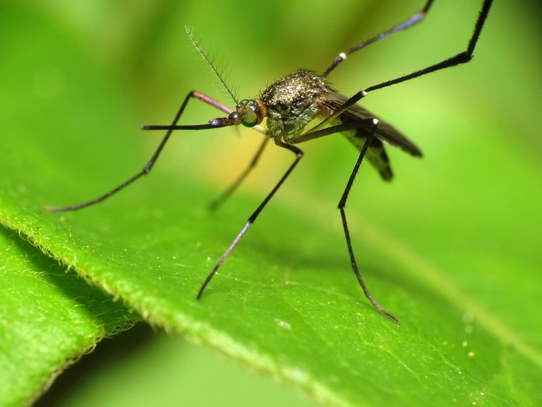 does mosquitoes like peppermint
