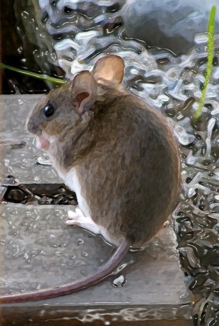 Mouse
