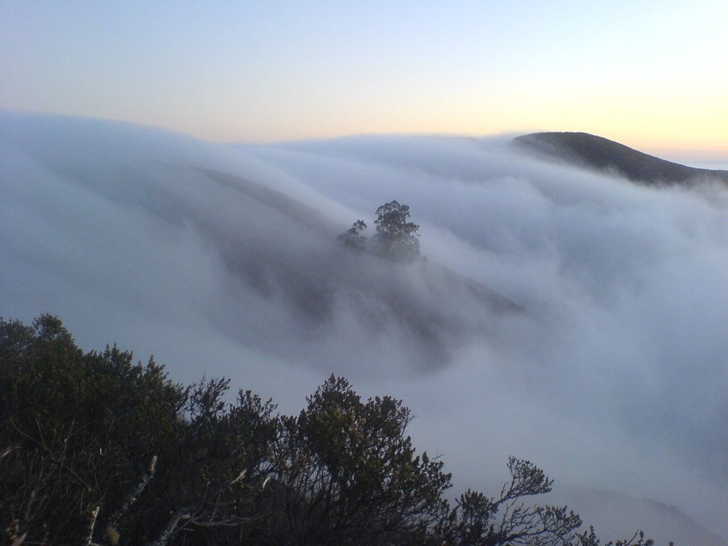 Fog development is simple Life's Chemistry Press