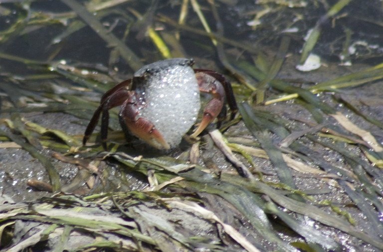 Three reasons why ice cubes have white clouds within them Life's