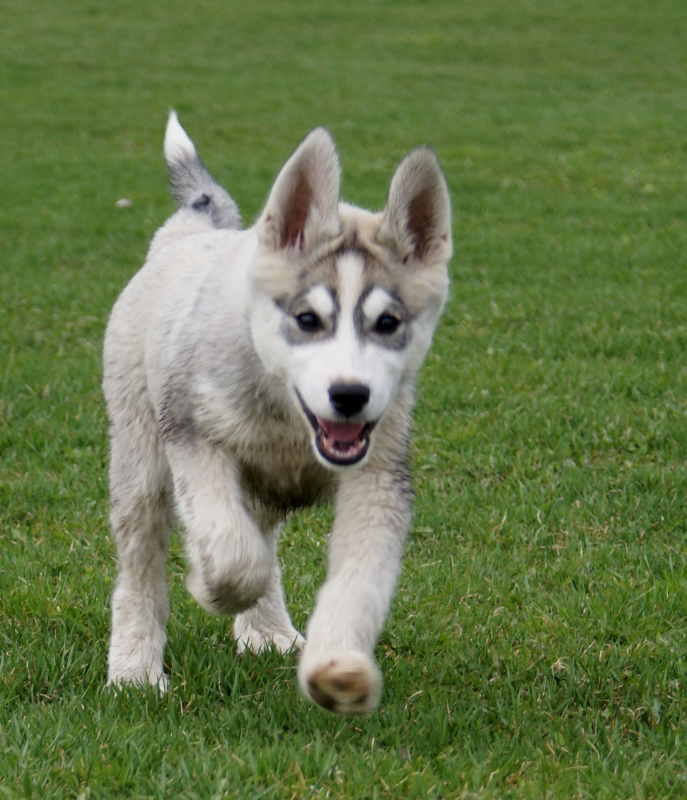 Running puppy - siberian husky