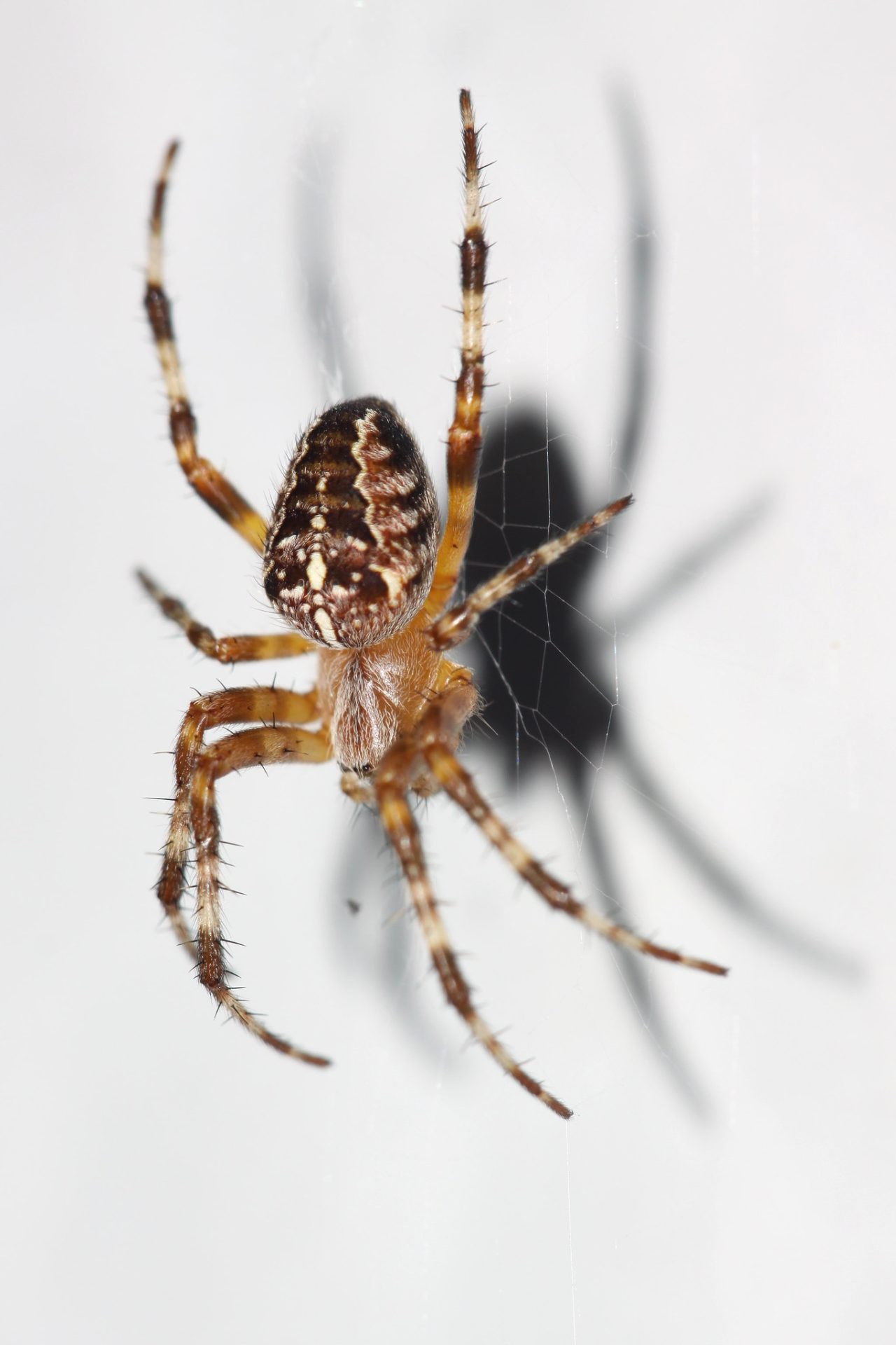 invisible spider web