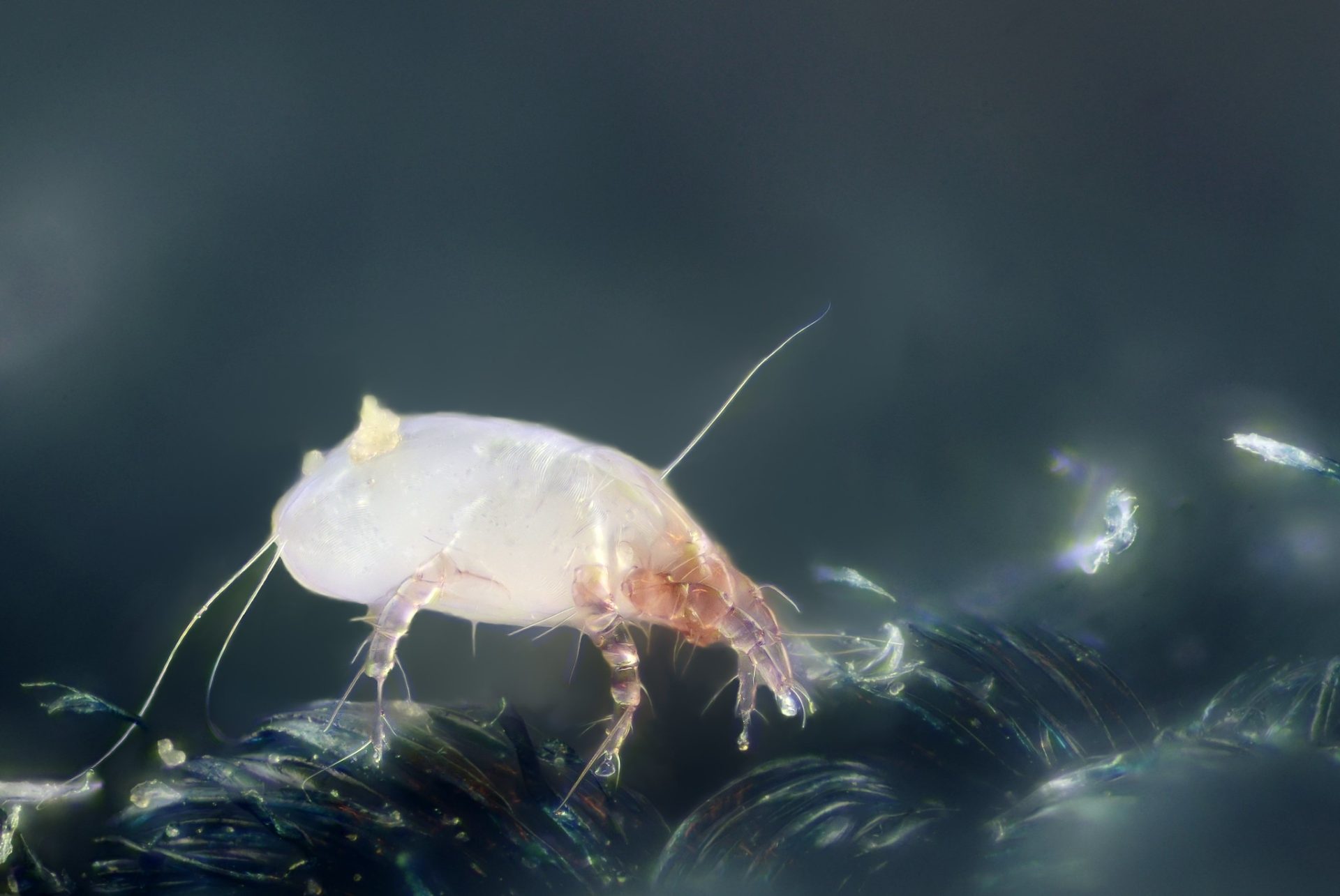 House dust mite