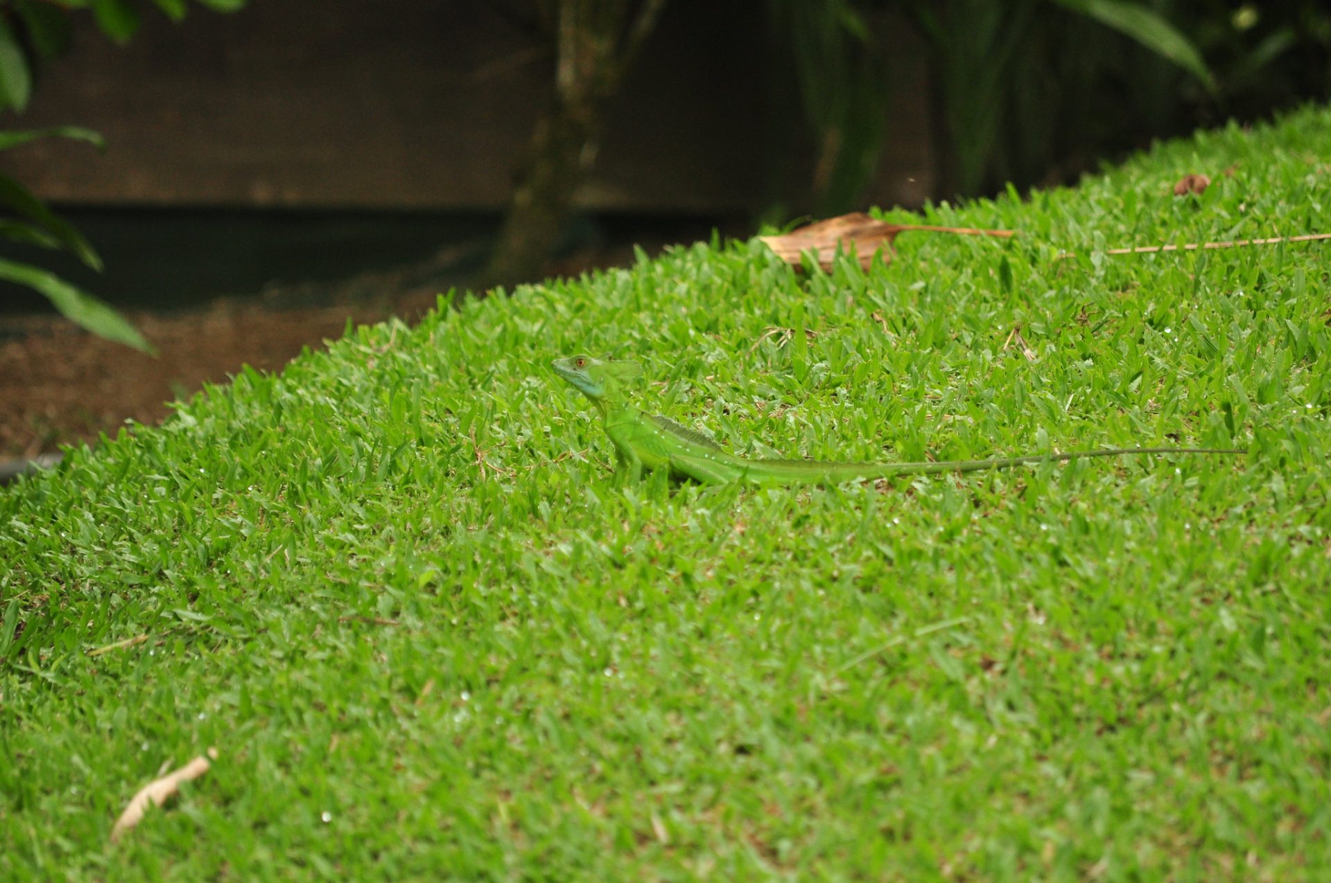 Jesus lizard on grass