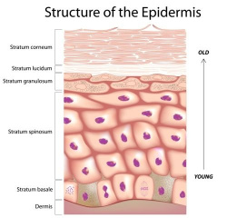 Shutterstock_125126000 Skin - dead skin cells