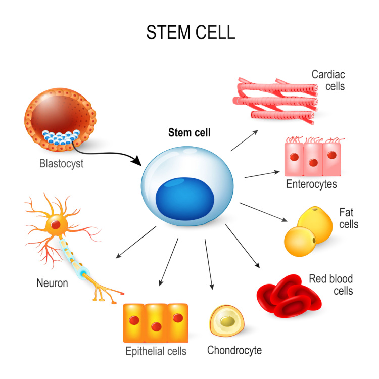 Shutterstock_595329806 (2) Adult stem cells - aging cells