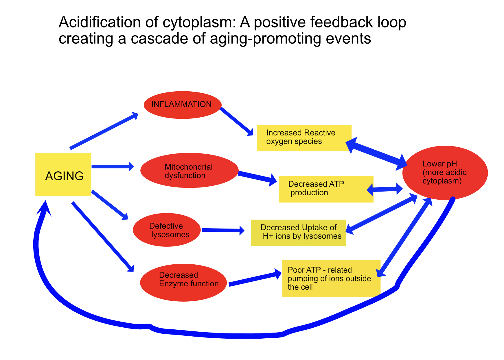 Screenshot 2023-08-13 at 19.28.35 Acidification of the cytoplasm